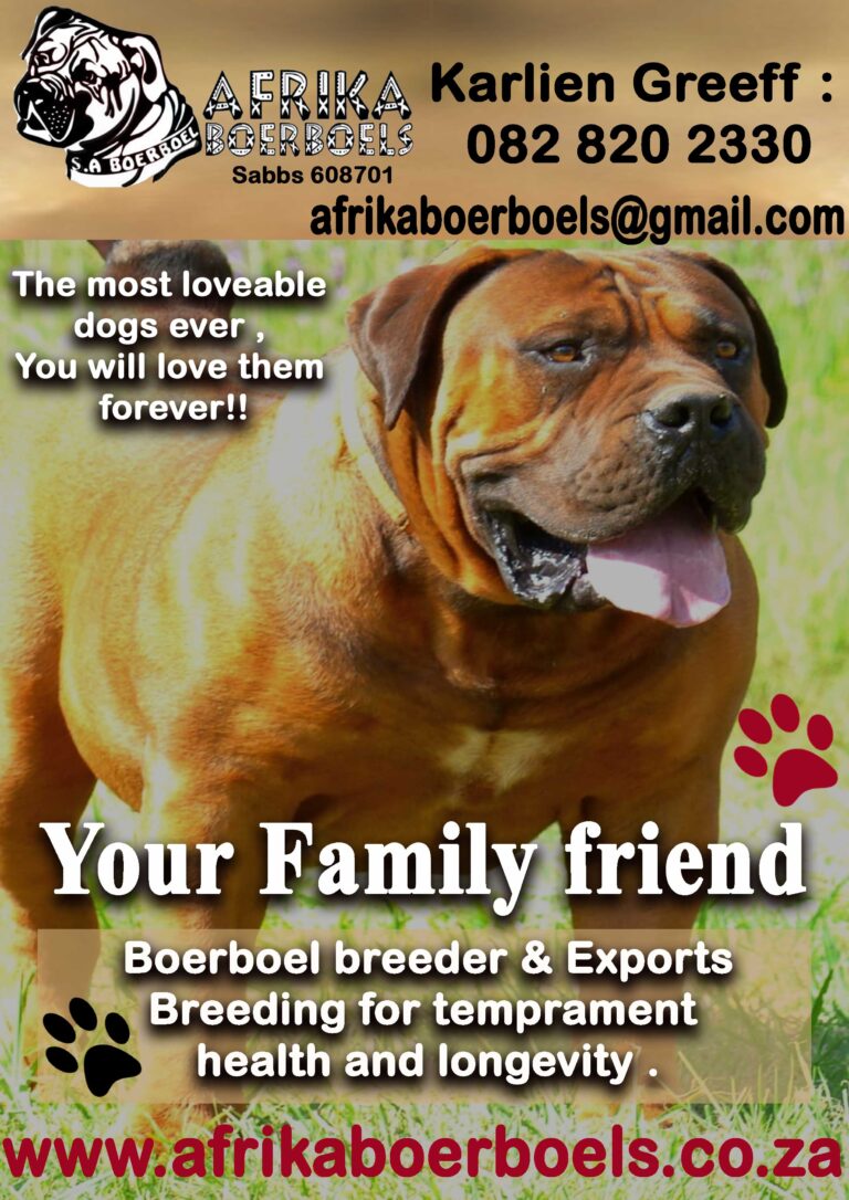 Afrika Boerboels 2024 1 768x1086