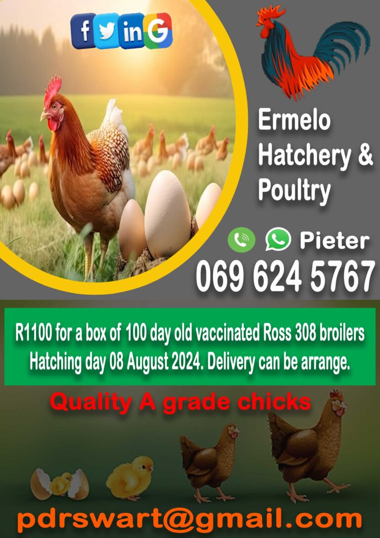 ermelo p ad kuikens 768x1086